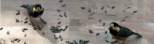 いろいろショップ